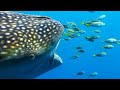 These Fishermen Are Helping Whale Sharks Thrive | 4K UHD | Seven Worlds One Planet |  BBC Earth Mp3 Song