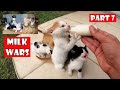 The kittens' mother is missing. I must be their mother. Part 7: Milk Wars of Tiny Kittens.