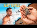 Releasing Endangered Baby Sea Turtles into the Ocean in Puerto Escondido, Mexico