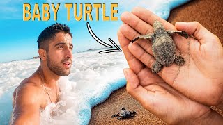 Releasing Baby Sea Turtles in Puerto Escondido, Mexico // Digital Nomad Life