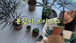 초보의 분갈이 | 어플라워가드닝, 마이플랜트 언박싱, 아랄리아, 콩란, 필레아페페, 이태리토분, 관엽식물