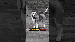 The Secret Story of How They Met ✨ #UnconditionalLove #PuppyLove