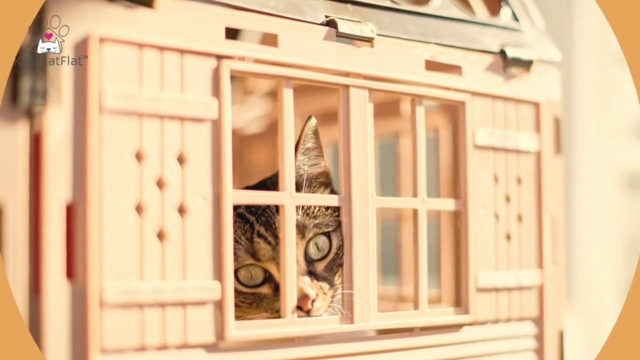 34 Top Photos Cat Window Box Enclosure - 51 Outdoor Cat Enclosures Your Cat | ComfyDwelling.com