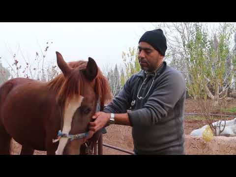 الحصار يفاقم معاناة مربي الخيول بريف حمص