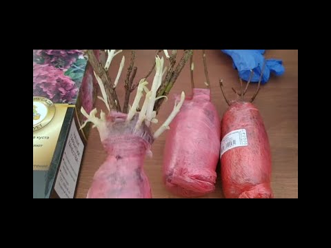 ГОРТЕНЗИИ ИЗ МАГАЗИНА , КАК СОХРАНИТЬ ?