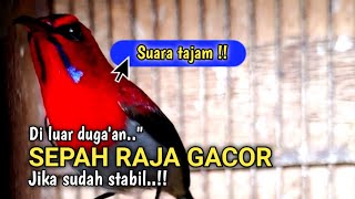 Sepah raja gacor nembak tajam audio jernih poll