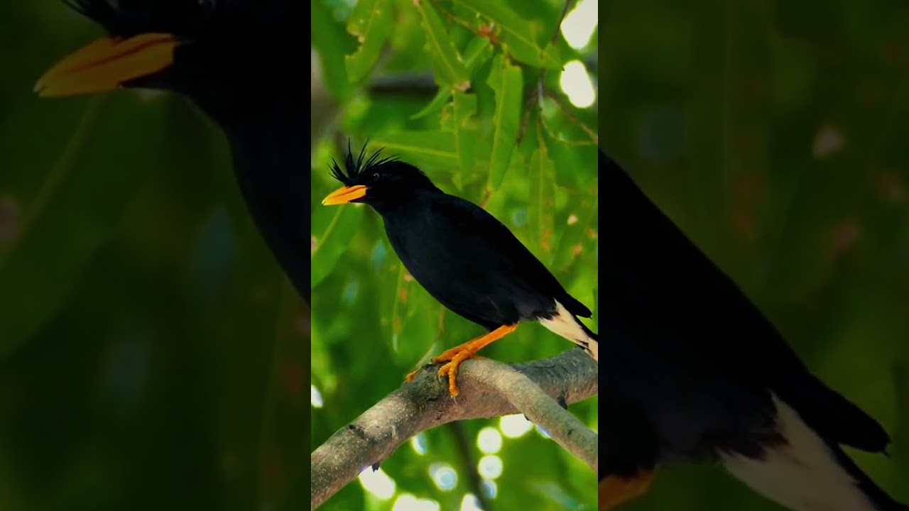 Great Myna