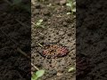🫐🌱  wait and see The Complete Life Cycle of a Mulberry Tree 🌳# mulberry #lifecycle #tree#plant