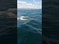 Varias orcas atacan a un barco de la Armada