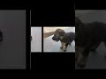 jerman Shepard dog 🐶🐕🐕🐕 puppy very qute like share subscribe Karo guy's rs by 2500/