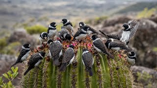 Golden Melody of the Double-Collared Seedeater 🐦 The Most Beautiful Song You'll Hear Today! screenshot 5