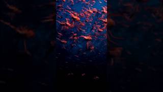 Paid content for @Prada. Facing the invasive Atlantic blue crab