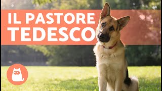 Il cane PASTORE TEDESCO  (Origine, Caratteristiche, Addestramento e Cura)