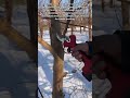 Winter Orchard Care: Electric Pruning Shears in Action