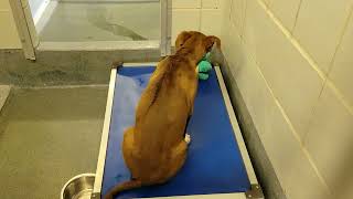 acs A667303