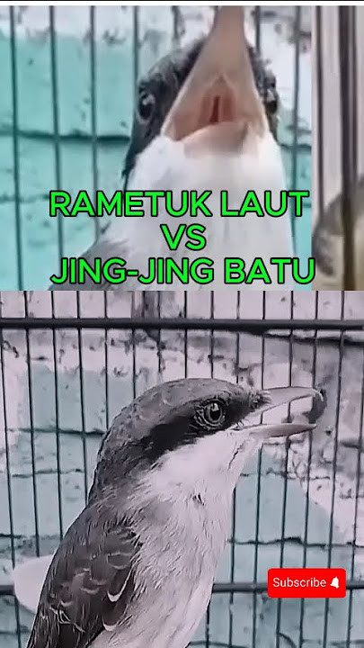 Masteran Kombinasi Sadis Suara Rametuk Laut Vs Jingjingbatu