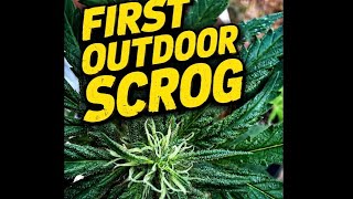 My First Outdoor SCROG Grow Is Almost Done — Need Your Help Finishing Strong