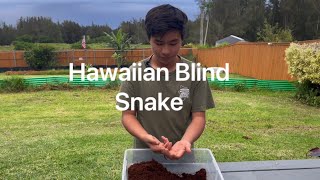 Hawaiian Blind Snake