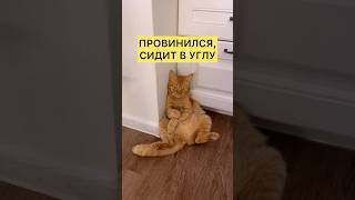 Рыжик провинился, сидит в углу #кошки