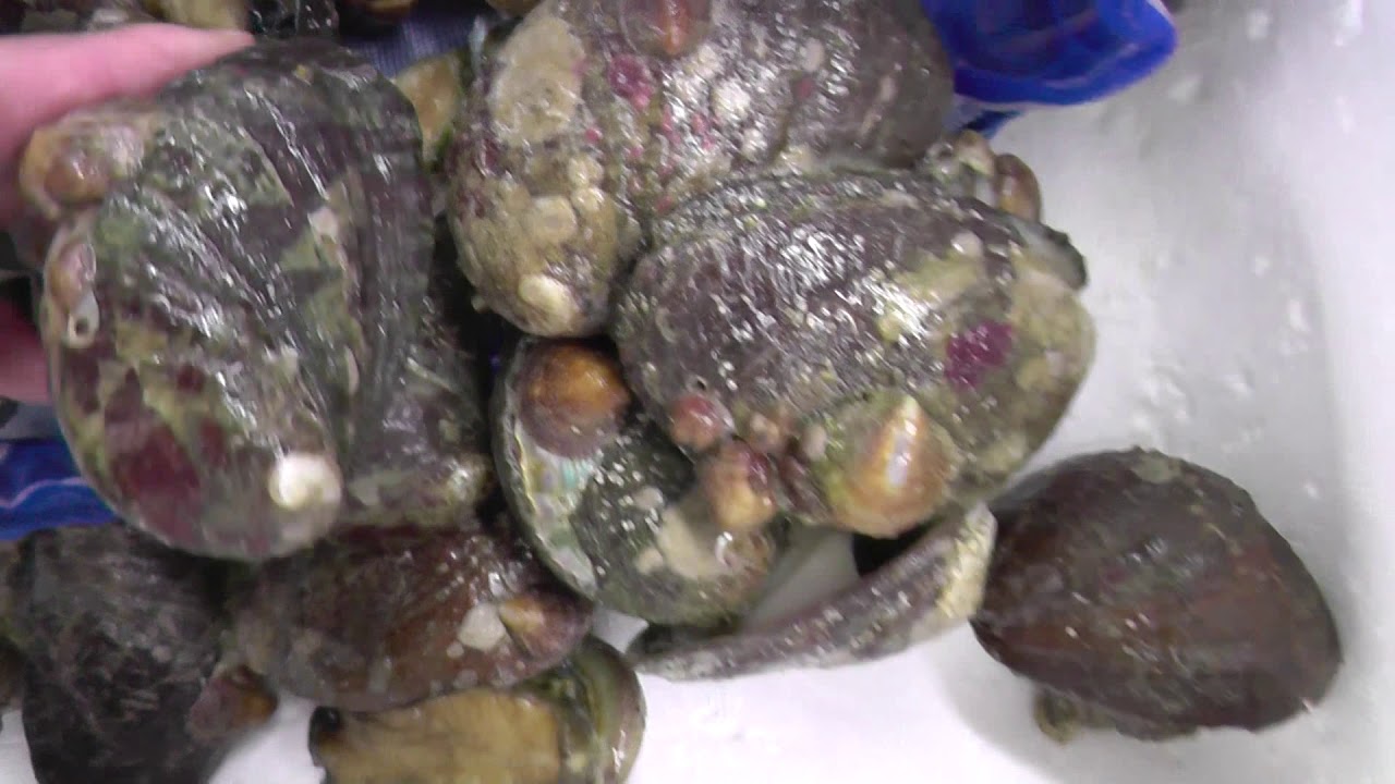 3 24 白浜店 石鯛釣り餌 ナガレコ トコブシ 入荷 釣太郎ブログ 3 24 白浜店 石鯛釣り餌 ナガレコ トコブシ 入荷 釣太郎ブログ