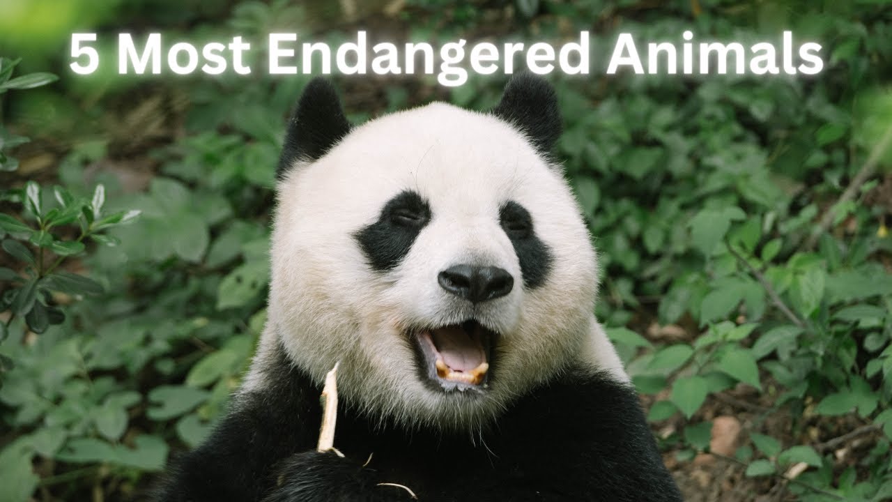 Top 5 Most Endangered Animals - YouTube