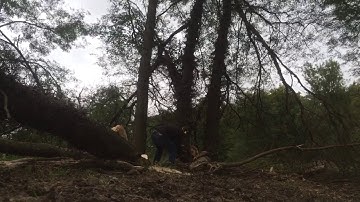 Cutting down locust trees