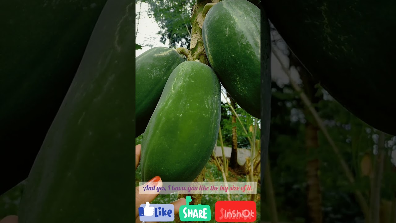 LEARN ENGLISH FILIPINOBISAYA VOCABULARY & DICTIONARY Papaya