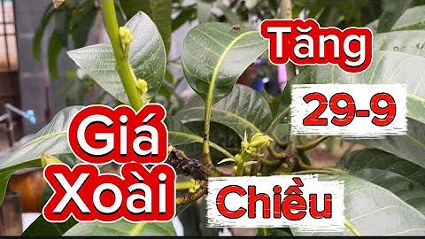 Giá xoài Đài Loan và cát hòa Lộc hôm nay ngày 29 tháng 9, 2025