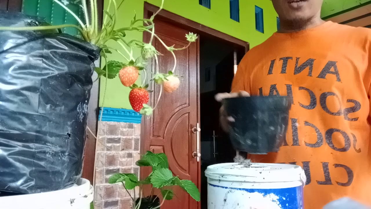 Cara Menanam Strawberry dataran rendah bagi pemula. 