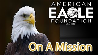 American Eagle Foundation&#39;s Three Pillars