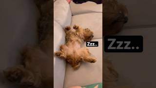 My Yorkshire Terrier Is Sleeping So Comfortably | Cute Funny Yorkie Doggie #shorts #dog #puppy