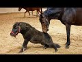 Horse And Mini Horse Horse And Mini Horse