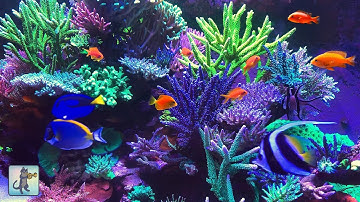 Neon Coral Reef Aquarium ~ Relaxing Music for Sleep, Study, Meditation & Yoga • Screensaver • 3 HRS