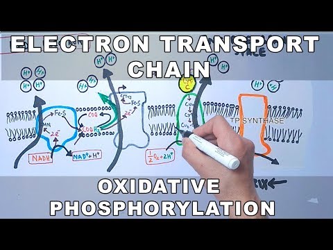 Video: Ang oxidative phosphorylation ba ay pareho sa electron transport chain?