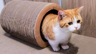 Building a Cat Amusement Park with numerous Cat Scratch Boards| SanHua Cat Live