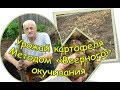 Урожай картофеля 2018. Результат отличного метода веерного окучивания. Эксперимент УДАЛСЯ!