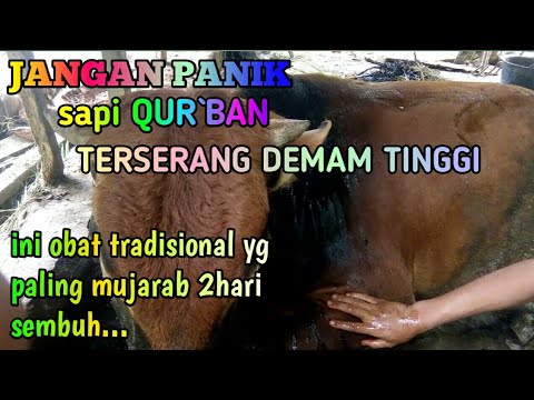 Obat tradisional sapi demam tinggi!!! - YouTube