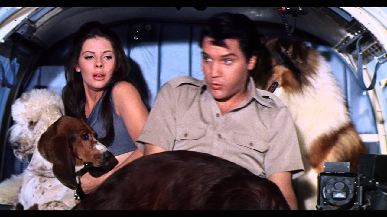 Paradise Hawaiian Style (1966) | (3/3) | Dogs - YouTube