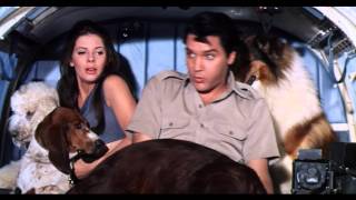 Paradise Hawaiian Style (1966) | (3/3) | Dogs