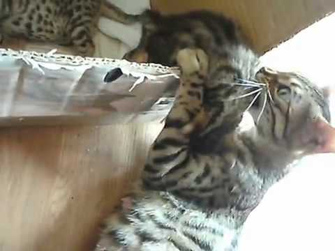 Bengal Cat talking to her kittens PART 2!