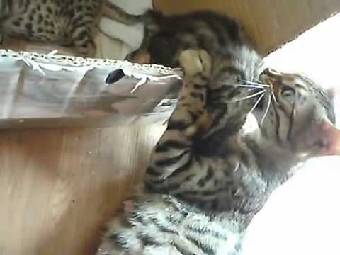 Cat mama talks to her babies! (super cute!)