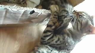 Cat mama talks to her babies! (super cute!)