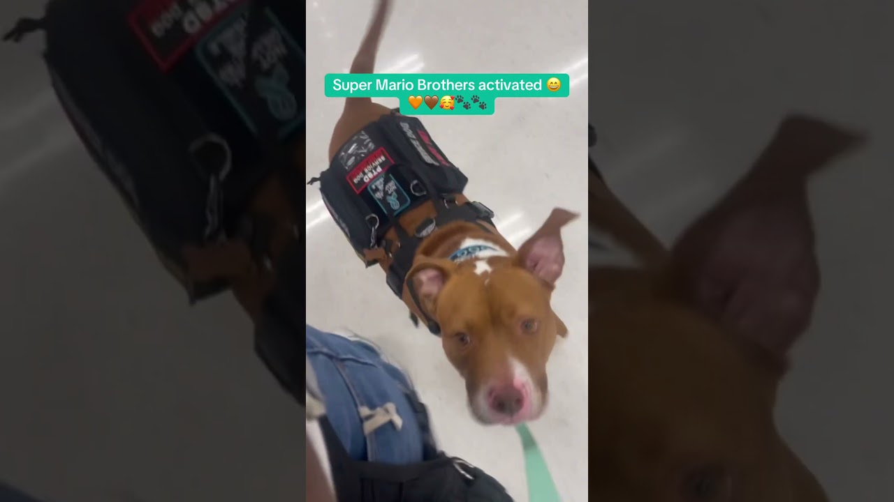 #psychiatricservicedog