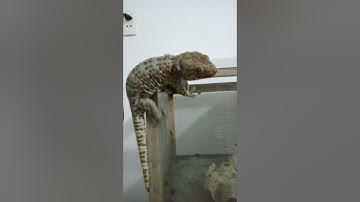 chia sẻ kinh nghiệm thuần hóa tắc kè hoa làm cảnh nuôi trong nhà#tokaygecko #tackehoa