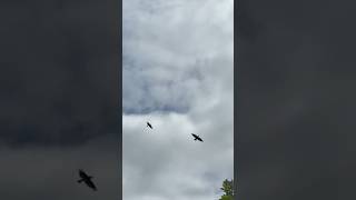 «Птицу на цепи держ...