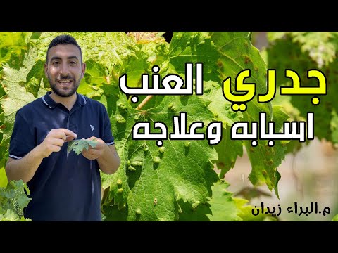 جدري العنب حلم العنب أكثر الافات انتشارا على محصول العنب تعرف على اسبابه وطرق مكافحته
