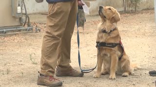 Eyewitness News Firefighter therapy dog brings relief during Creek fire