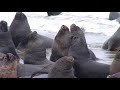 Viral video: Sea lion crashes fisherman’s interview