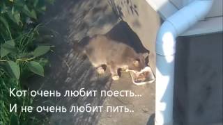 Сюжет о том,как живёт кот "Борис" на даче.. Сюжет о том,как живёт кот "Борис" на даче..