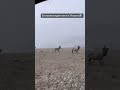 Как у вас погода в апреле? #алтай #antlers #horse #пантовыеванны #природа #deer #animal